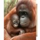 ORANGUTANG PANEL